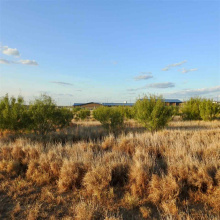 3614 Lomas Del Sur Blvd., Laredo, Texas 78046, ,Land,For Sale,3614 Lomas Del Sur Blvd.,20241659