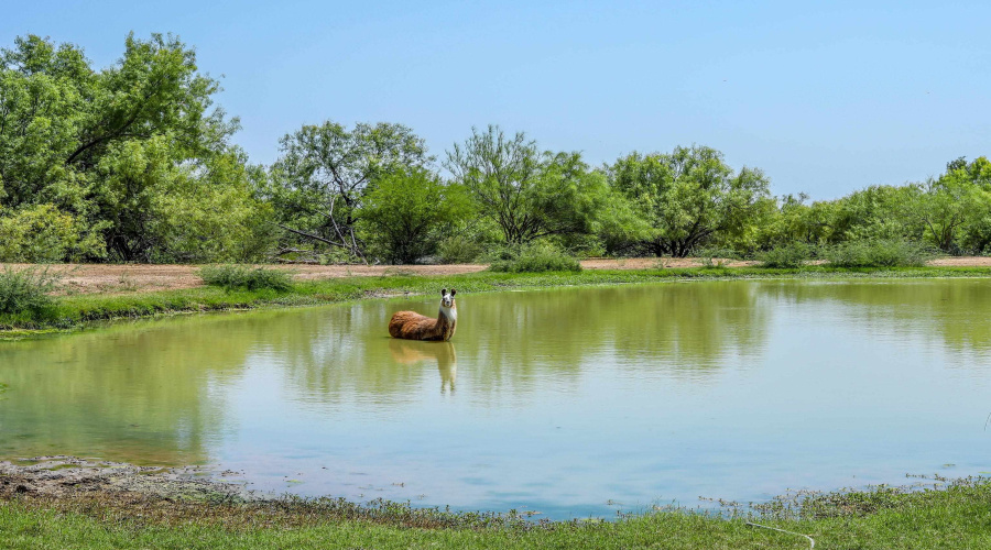 1273 Ben Silva Rd., ASHERTON, Texas 78827, ,Land,For Sale,1273 Ben Silva Rd.,20243205