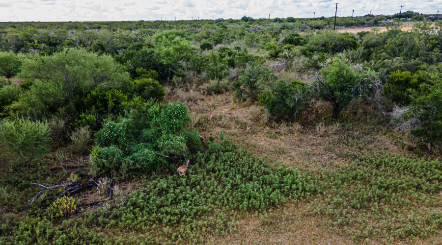 25998 State Hwy 359, Bruni, Texas 78344, 1 Bedroom Bedrooms, ,3 BathroomsBathrooms,Commercial/industrial,For Sale,25998 State Hwy 359,20250301