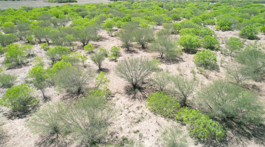 County Rd, Concepcion, Texas 78349, ,Land,For Sale,County Rd,20252063 County Rd, Concepcion, Texas 78349, ,Land,For Sale,County Rd,20252063