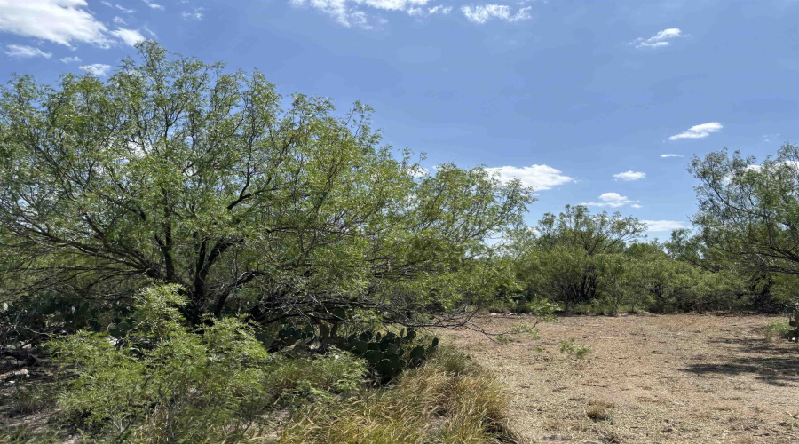 NW 1/2 OF TRS 33 THRU 40 SEC 40 AND 57 THRU 64, FOWLERTON, Texas 78021, ,Land,For Sale,NW 1/2 OF TRS 33 THRU 40 SEC 40 AND 57 THRU 64,20252174