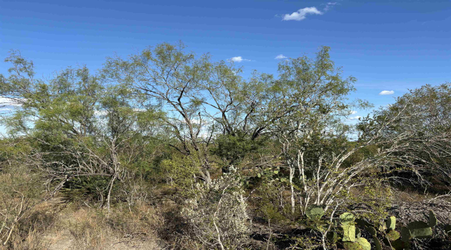 NW 1/2 OF TRS 33 THRU 40 SEC 40 AND 57 THRU 64, FOWLERTON, Texas 78021, ,Land,For Sale,NW 1/2 OF TRS 33 THRU 40 SEC 40 AND 57 THRU 64,20252174