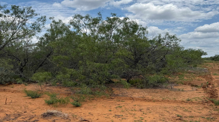 AB 27 Adams Beaty & Moulton SV-77, COTULLA, Texas 78014, ,Land,For Sale,AB 27 Adams Beaty & Moulton SV-77,20252302