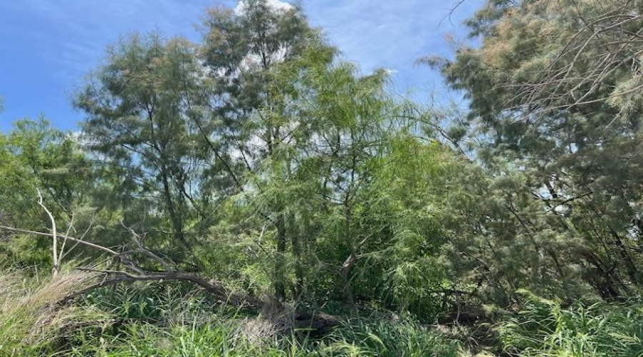 Lindner North of 3rd, MIRANDO, Texas 78369, ,Land,For Sale,Lindner North of 3rd,20252798