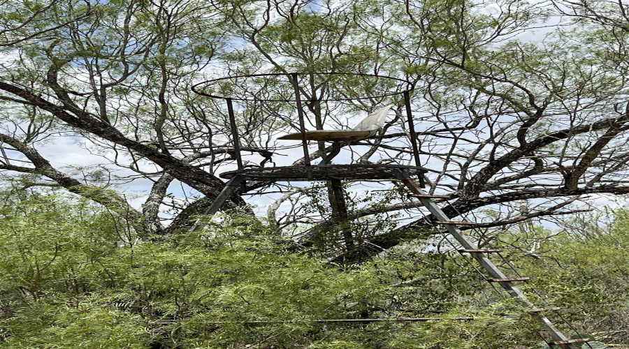 856 Martinena Rd., Encinal, Texas 78019, ,Land,For Sale,856 Martinena Rd.,20252850