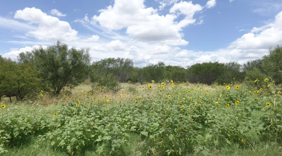 2247 FM 1025, Crystal City, Texas 78839, ,Land,For Sale,2247 FM 1025,20253377