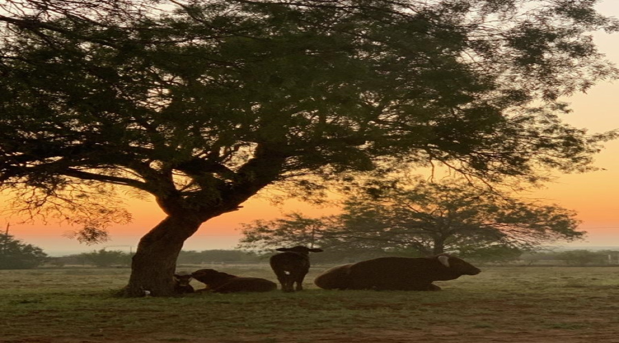 1766 W TX State Hwy 44, Laredo, Texas 78045, ,Land,For Sale,1766 W TX State Hwy 44,20253757