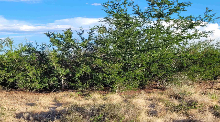 1000 Zapata Hwy, Laredo, Texas 78046, ,Land,For Sale,1000 Zapata Hwy,20253841