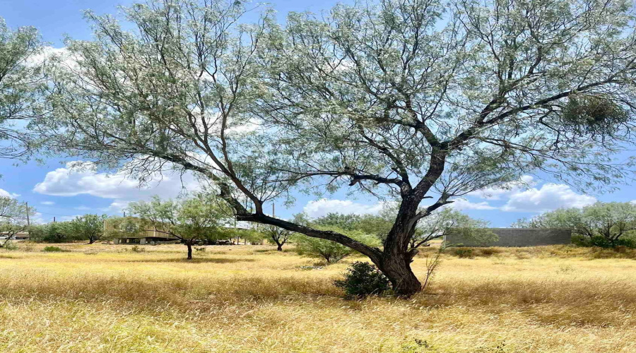 410 Condor Ave., ZAPATA, Texas 78076, ,Land,For Sale,410 Condor Ave.,20254104