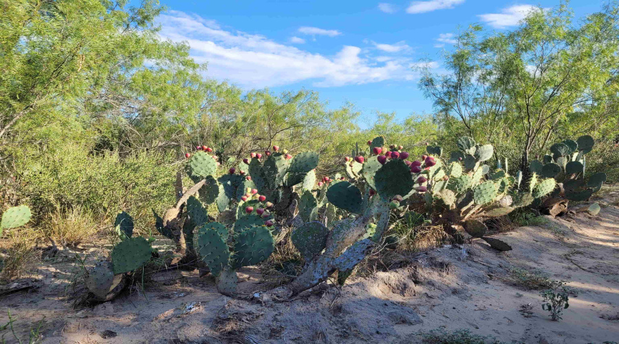 1000 ABST 1637 SUR 471, Aguilares, Texas 78369, ,Land,For Sale,1000 ABST 1637 SUR 471,20254211