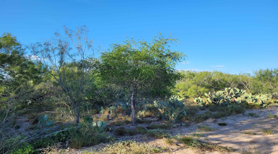 1000 ABST 1637 SUR 471, Aguilares, Texas 78369, ,Land,For Sale,1000 ABST 1637 SUR 471,20254211