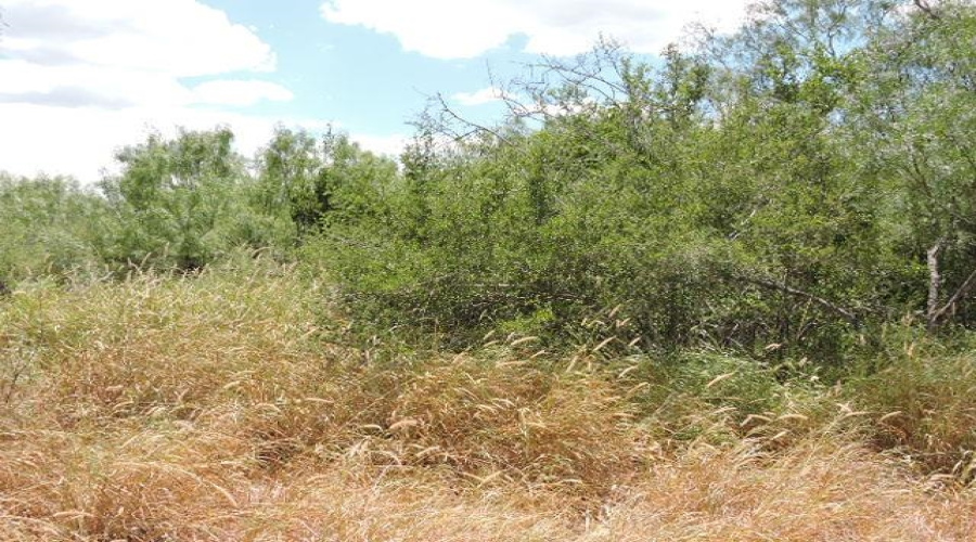 TX State Hwy 359, Aguilares, Texas 78369, ,Land,For Sale,TX State Hwy 359,20243351
