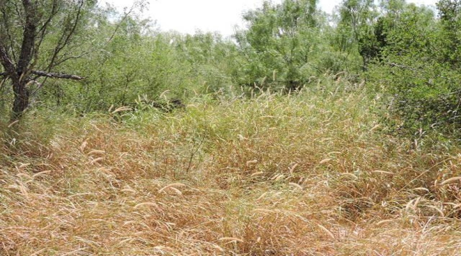 TX State Hwy 359, Aguilares, Texas 78369, ,Land,For Sale,TX State Hwy 359,20243351