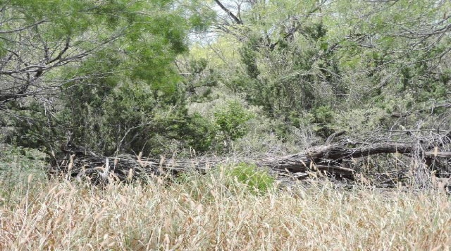 TX State Hwy 359, Aguilares, Texas 78369, ,Land,For Sale,TX State Hwy 359,20243351