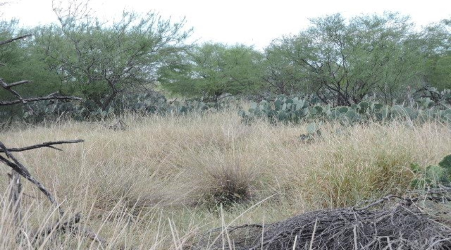 TX State Hwy 359, Aguilares, Texas 78369, ,Land,For Sale,TX State Hwy 359,20243351