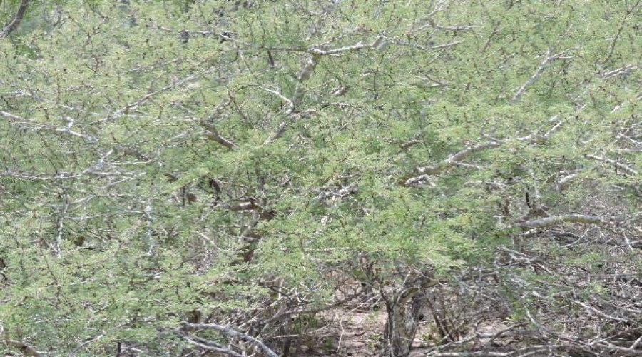 TX State Hwy 359, Aguilares, Texas 78369, ,Land,For Sale,TX State Hwy 359,20243351
