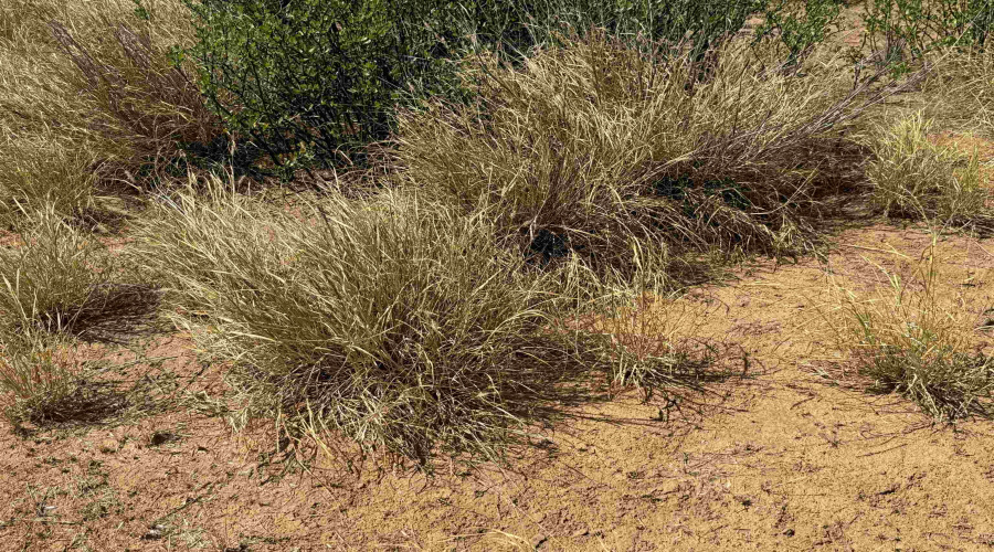 6252b Ranch Rd, Laredo, Texas 78043, ,Land,For Sale,6252b Ranch Rd,20253929