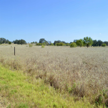 382 CR 7755, DEVINE, Texas 78016, ,Land,For Sale,382 CR 7755,20254558