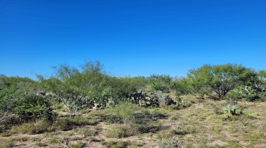 1000 U.S. Hwy 359, Mirando City, Texas 78369, ,Land,For Sale,1000 U.S. Hwy 359,20254747