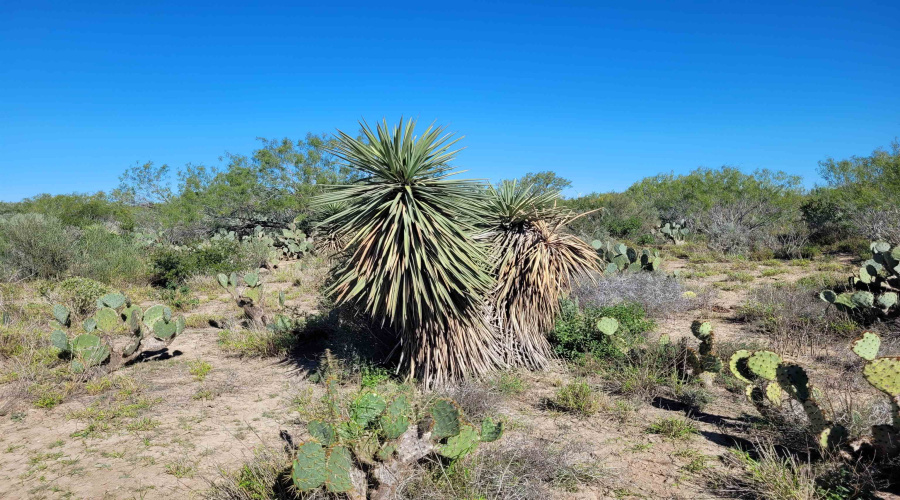 1000 U.S. Hwy 359, Mirando City, Texas 78369, ,Land,For Sale,1000 U.S. Hwy 359,20254747