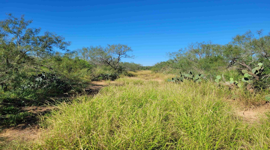 1000 Zamora Rd., Encinal, Texas 78079, ,Land,For Sale,1000 Zamora Rd.,20250941