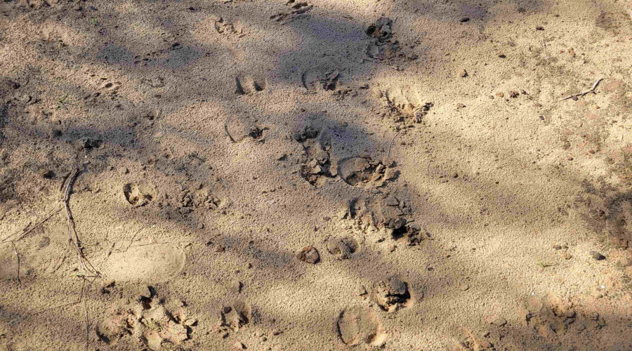 1000 Zamora Rd., Encinal, Texas 78079, ,Land,For Sale,1000 Zamora Rd.,20250941