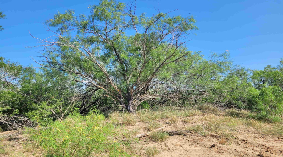 1000 U.S. Hwy 83 North, Laredo, Texas 78045, ,Land,For Sale,1000 U.S. Hwy 83 North,20254762