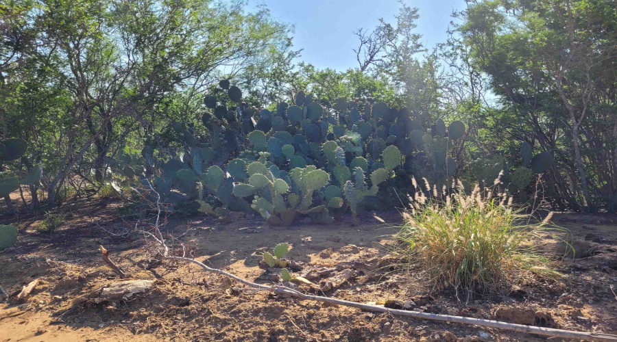 1000 U.S. Hwy 83 North, Laredo, Texas 78045, ,Land,For Sale,1000 U.S. Hwy 83 North,20254763