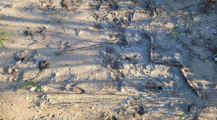 1000 ABST 1637 SUR 471, Aguilares, Texas 78369, ,Land,For Sale,1000 ABST 1637 SUR 471,20254792