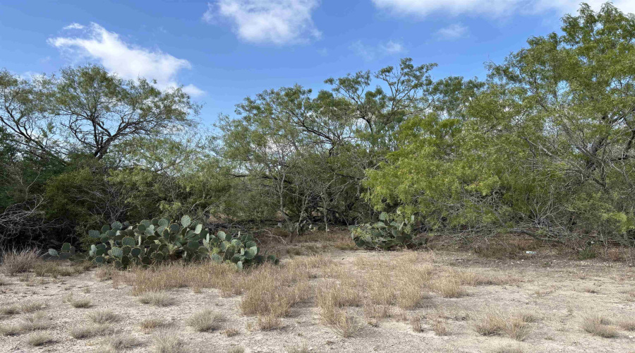 FM 889, George West, Texas 78022, ,Land,For Sale,FM 889,20254845