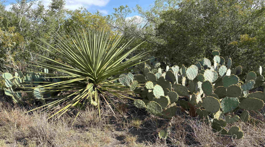 FM 889, George West, Texas 78022, ,Land,For Sale,FM 889,20254845