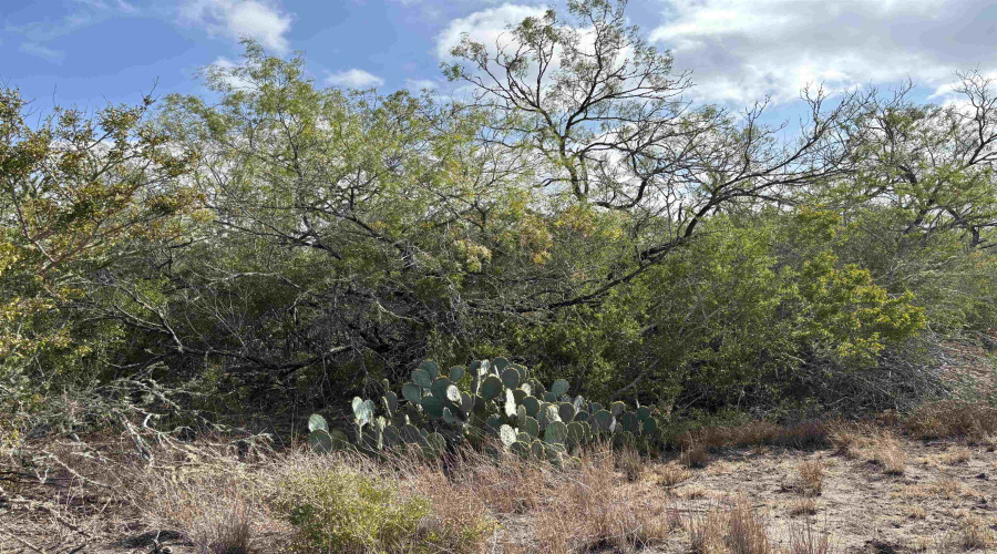 FM 889, George West, Texas 78022, ,Land,For Sale,FM 889,20254845