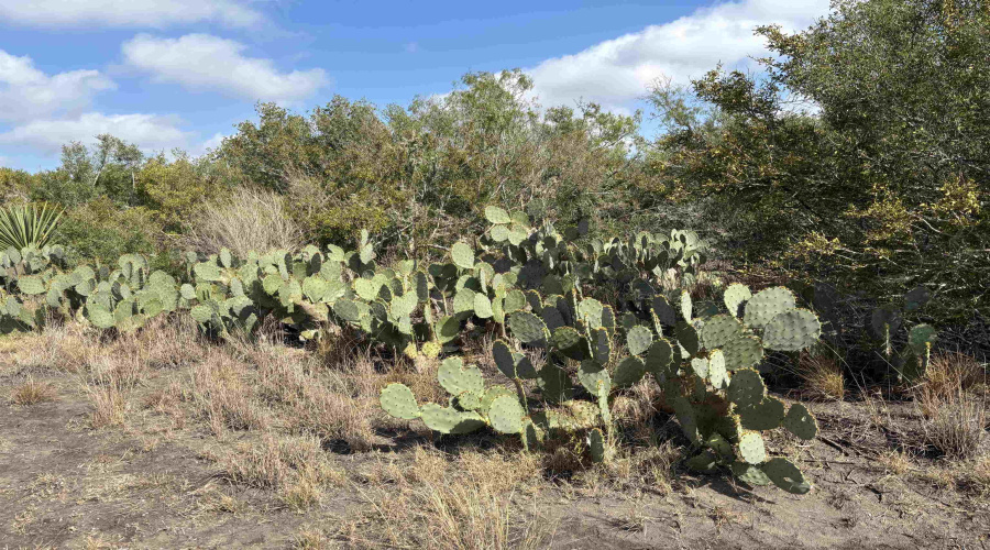 FM 889, George West, Texas 78022, ,Land,For Sale,FM 889,20254845