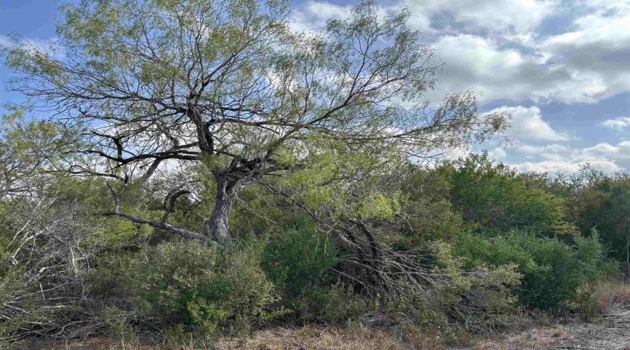 FM 889, George West, Texas 78022, ,Land,For Sale,FM 889,20254845
