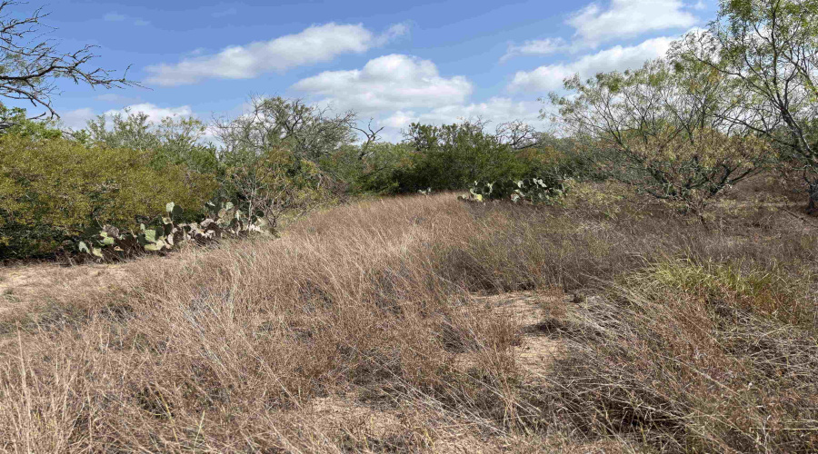FM 889, George West, Texas 78022, ,Land,For Sale,FM 889,20254845