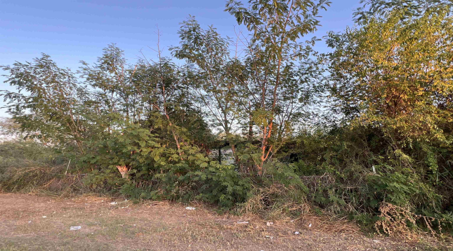916 Villa Ave, Zapata, Texas 78076, ,Land,For Sale,916 Villa Ave,20254864