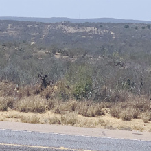 3459 N U.S. Hwy 83, Zapata, Texas 78076, ,Land,For Sale,3459 N U.S. Hwy 83,20254952