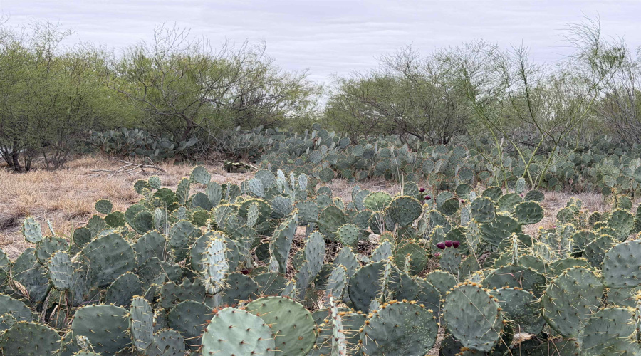 24 miles State Hwy 359, Aguilares, Texas 78369, ,Land,For Sale,24 miles State Hwy 359,20255212