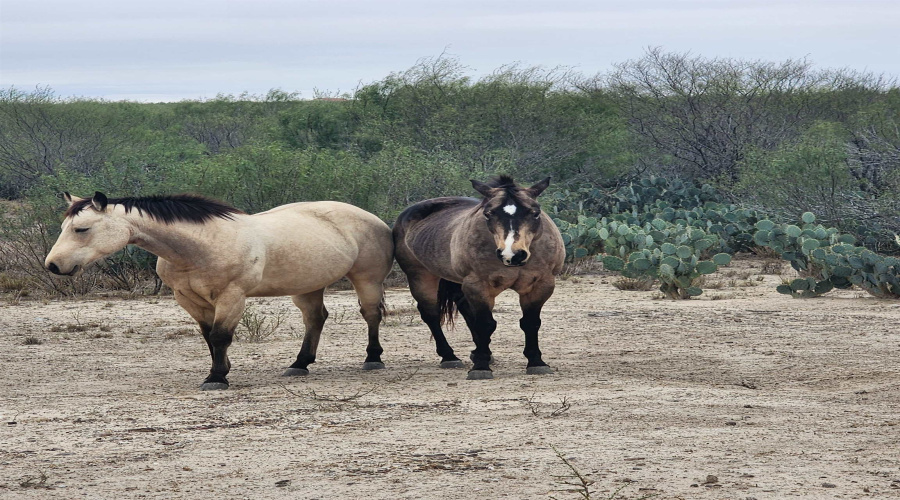 24 miles State Hwy 359, Aguilares, Texas 78369, ,Land,For Sale,24 miles State Hwy 359,20255212