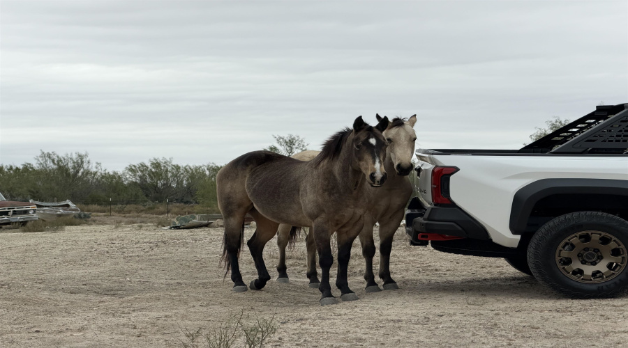 24 miles State Hwy 359, Aguilares, Texas 78369, ,Land,For Sale,24 miles State Hwy 359,20255212