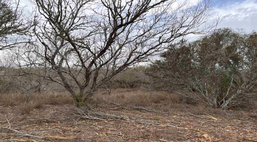 0 FM 716, Realitos, Texas 78376, ,Land,For Sale,0 FM 716,20255318