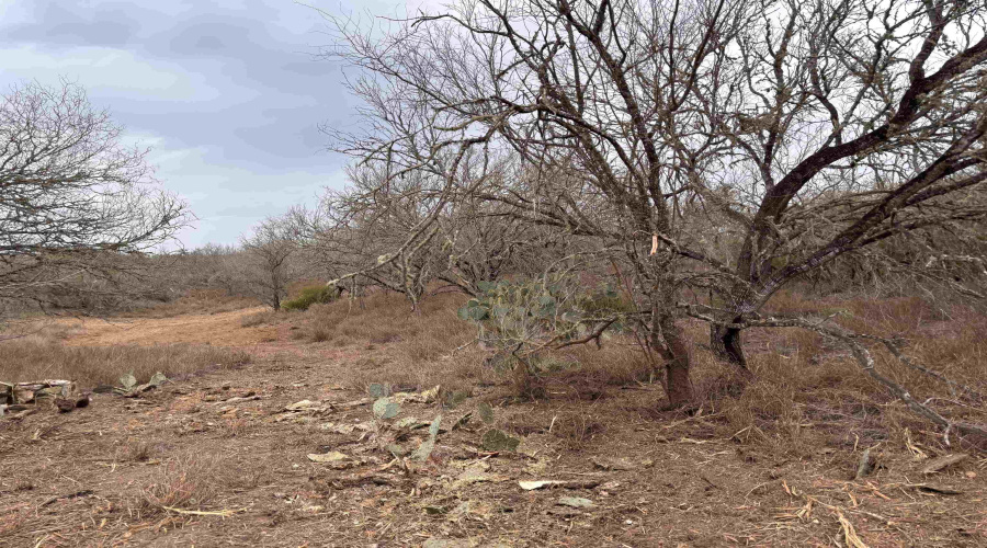 0 FM 716, Realitos, Texas 78376, ,Land,For Sale,0 FM 716,20255320
