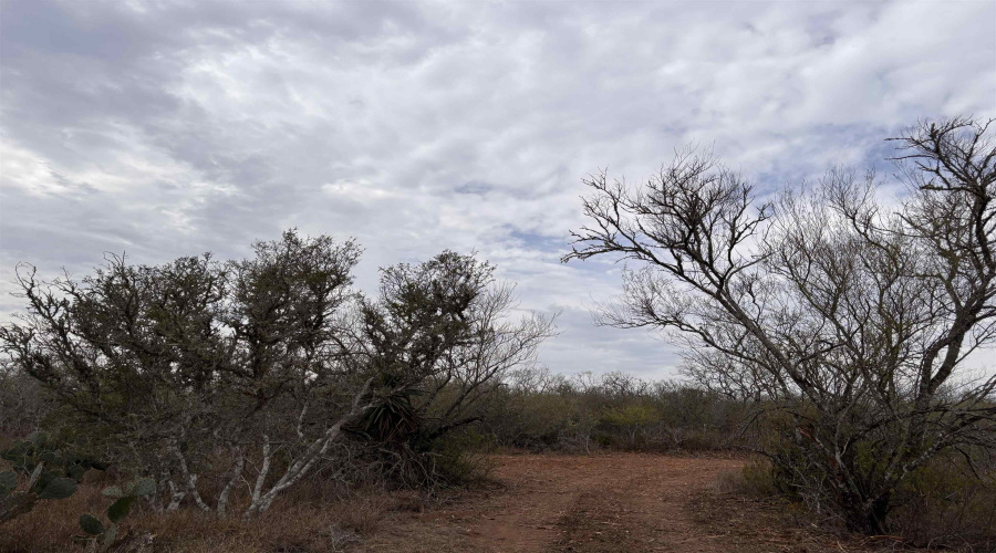 0 FM 716, Realitos, Texas 78376, ,Land,For Sale,0 FM 716,20255320