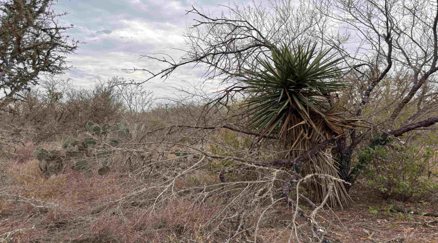 0 FM 716, Realitos, Texas 78376, ,Land,For Sale,0 FM 716,20255320