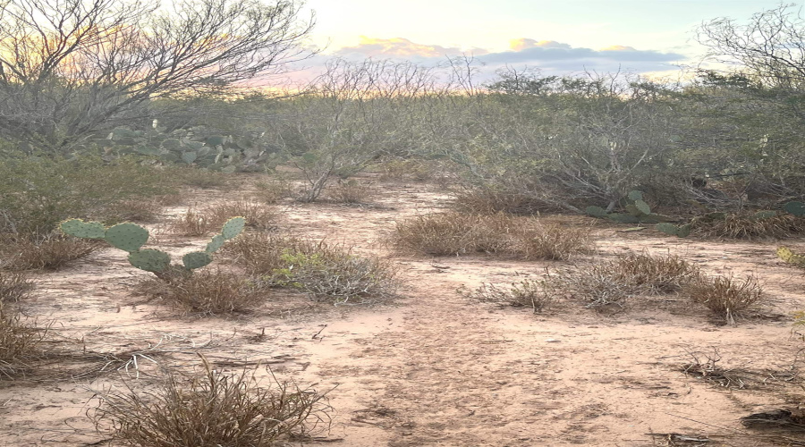 ABST 0546 P 35, LAREDO, Texas 78043, ,Land,For Sale,ABST 0546 P 35,20255515