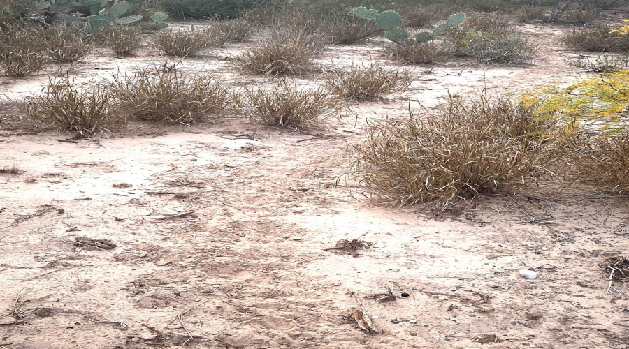 ABST 0546 P 35, LAREDO, Texas 78043, ,Land,For Sale,ABST 0546 P 35,20255515