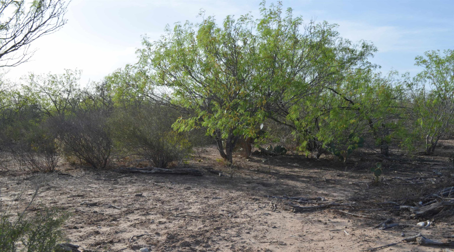 2397 Ranch Road 6092E, Laredo, Texas 78046, ,Land,For Sale,2397 Ranch Road 6092E,20255530