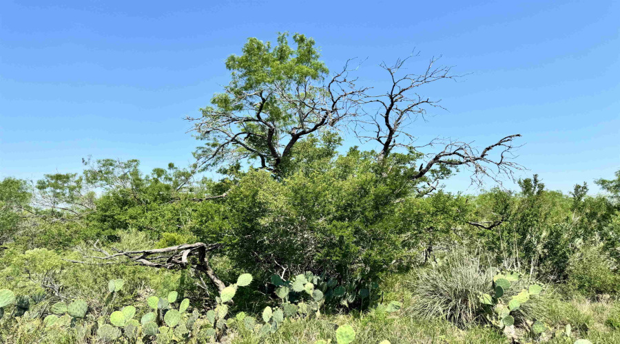 NW 1/2 OF TRS 33 THRU 40 SEC 40 AND 57 THRU 64, FOWLERTON, Texas 78021, ,Land,For Sale,NW 1/2 OF TRS 33 THRU 40 SEC 40 AND 57 THRU 64,20260042