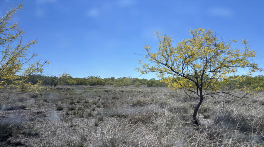NW 1/2 OF TRS 33 THRU 40 SEC 40 AND 57 THRU 64, Fowlerton, Texas 78021, ,Land,For Sale,NW 1/2 OF TRS 33 THRU 40 SEC 40 AND 57 THRU 64,20260043