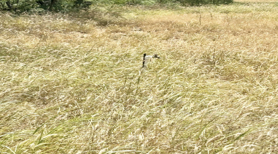 412 Condor Ave., Zapata, Texas 78076, ,Land,For Sale,412 Condor Ave.,20260071